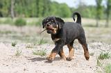 ROTTWEILER 263